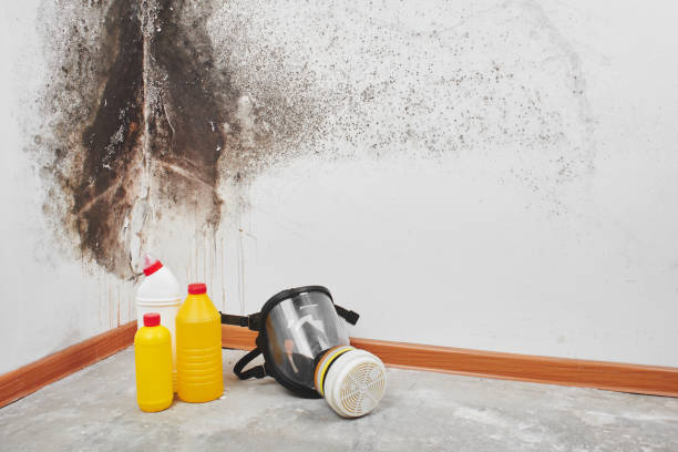 Best Mold Damage Repair  in Woodville, FL