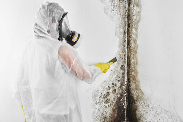 Best Certified Mold Removal  in Woodville, FL