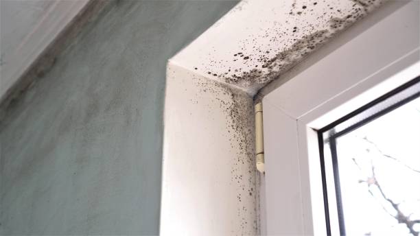 Best Fast Mold Removal  in Woodville, FL