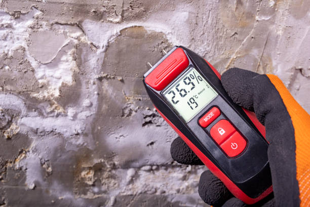 Best Commercial Mold Removal  in Woodville, FL