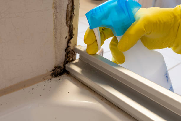 Professional Mold Removal in Woodville, FL