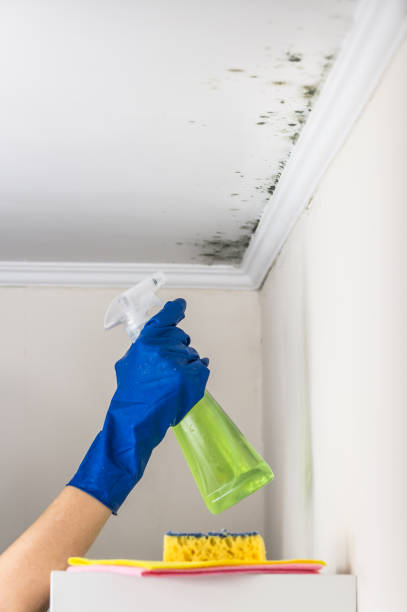 Crawl Space Mold Removal in Woodville, FL