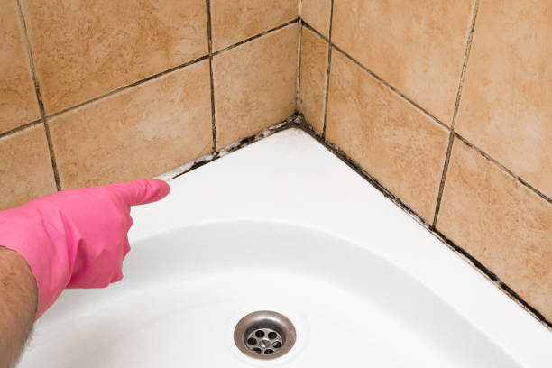 Best Affordable Mold Removal  in Woodville, FL