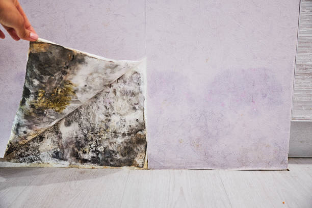 Best Attic Mold Removal  in Woodville, FL